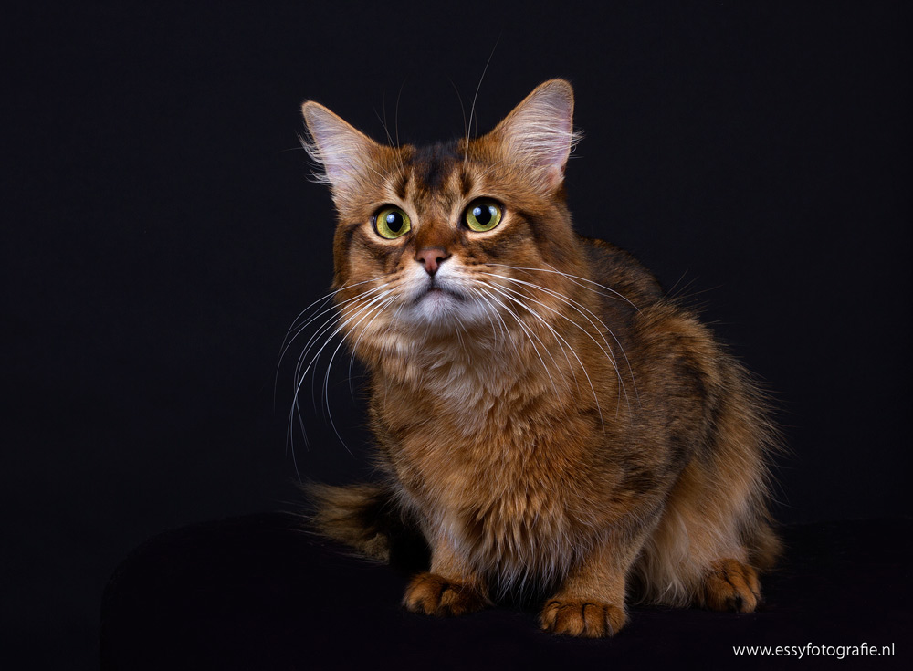 Ferox Somali Cattery Almere Wildkleur Somali Fokker Ferox Somali Cattery Almere Wildkleur Somali Fokker