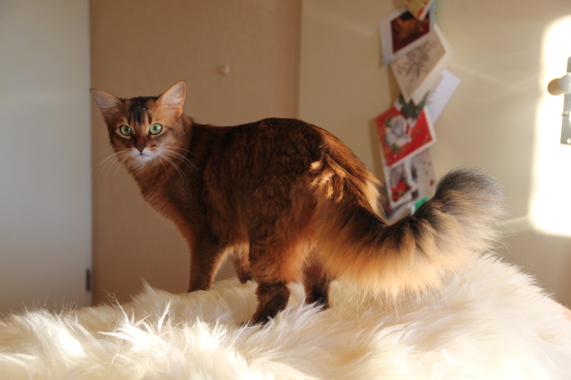 Ferox Somali Cattery Almere Wildkleur Somali Fokker Ferox Somali Cattery Almere Wildkleur Somali Fokker