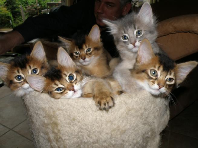 http://www.ferox-somali.com/picscnest/S_KiitensBLitter16May%20016.jpg
